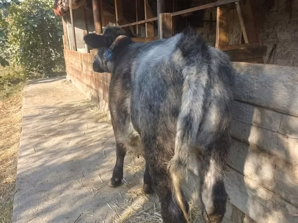 母牛, Belgian Blue