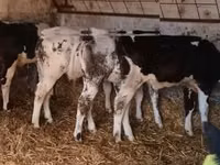 Bull, Belgian Blue — photo 8