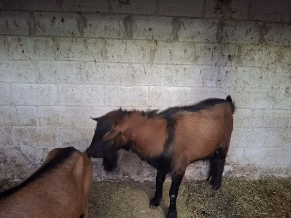 تيس, Italian Alpine goat — مولدوفا