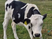 Kuh, Russian Black pied cattle — Foto 2