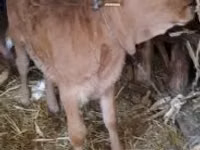 Bull, Limousin cow — photo 2