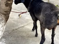 Berbec, Arashan sheep — foto 3