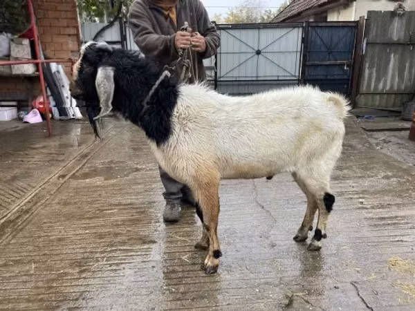 Ziegenbock, Nubian Goat