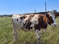 Vacă, Russian Black pied cattle — foto 8