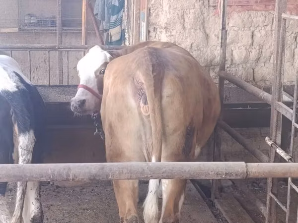 Sigir, Simmental cattle