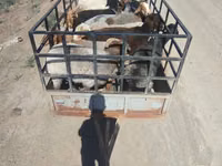 عنزة, الماعز — الصورة 2