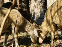 كبش, Merinoland sheep — الصورة 5