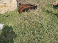 عنزة, الماعز — الصورة 2