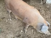 Boar, Pigs — photo 4