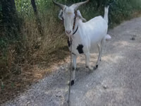 Ziegenbock, Nubian Goat — Foto 1