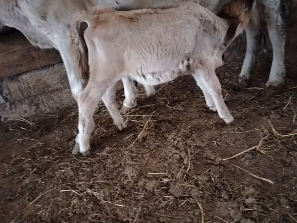 Vaca, Ganado vacuno