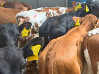Bovine (lot, sex nespecificat), Simmental cattle — foto 4