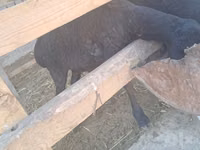 公羊, Sheep — 照片 7