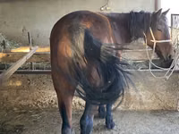 Aygʻir, Tatar horse — 3-rasm