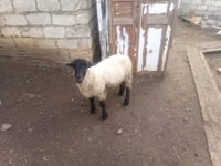 Qoç, White Suffolk sheep — foto 3