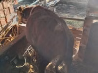 公牛, Simmental cattle — 照片 1