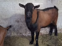 Țap, Italian Alpine goat — foto 2