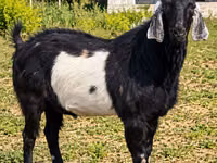 公山羊, Nubian Goat — 照片 1