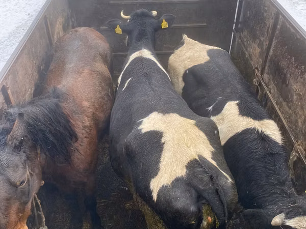 Bou, Russian Black pied cattle