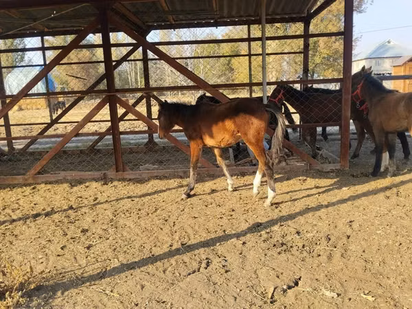 公马, Horses