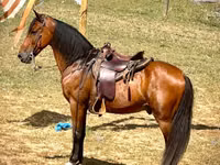 Cal, Tennessee Walking Horse — foto 3
