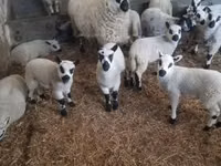 Ram, Cerry Hill sheep — photo 2