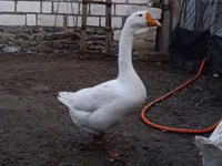 Geese — photo 3