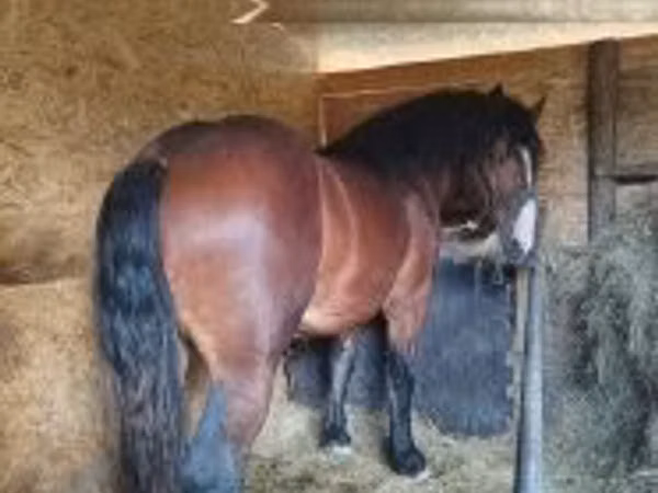 公马, Horses