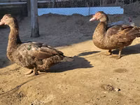 Ducks — फ़ोटो 3