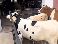 Vacă, Simmental cattle — foto 2