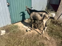 Taka, Alpine goat — 1-rasm