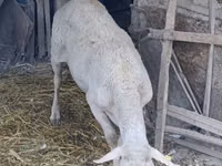 Berbec, Assaf sheep — foto 1