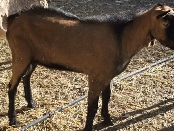 Țap, Alpine goat