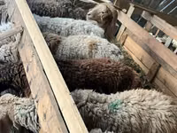 Widder, Schafe — Foto 4