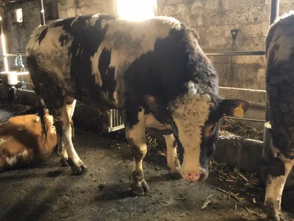 Touro, Simmental cattle — Moldávia
