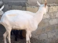 عنزة, الماعز — الصورة 4
