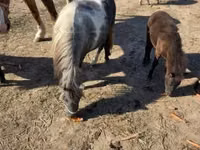 Jument, Chevaux — photo 8