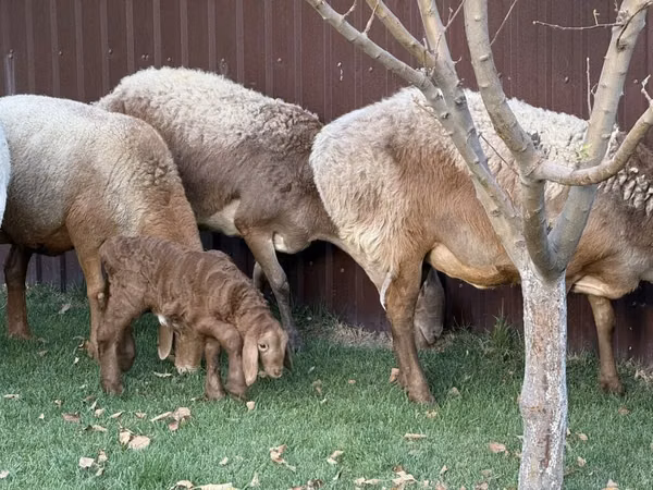Schaf, Arashan sheep