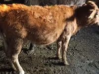 Vache, Bovins — photo 2