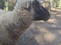 मेढ़ा, Shroshire sheep — फ़ोटो 6