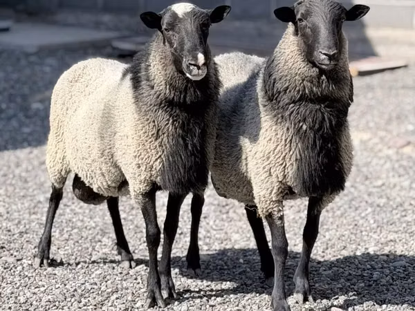 Ram, Romanov sheep