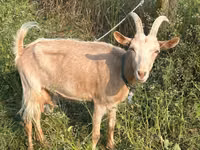Goat, Nubian Goat — photo 2