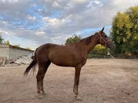 Toychoq, Canadian horse breed — 2-rasm