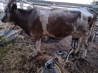 Cow, Brown Latvian — photo 3