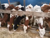 Buqa, Simmental cattle — 3-rasm