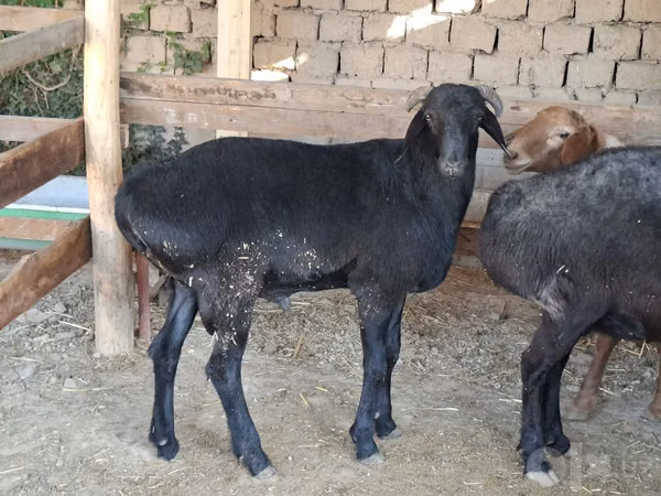 Țap, Capre