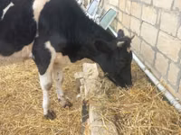 सांड, Russian Black pied cattle — फ़ोटो 4