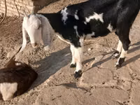 Cabra, Beetal goats — foto 4