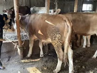 Buğa, Simmental cattle — foto 5