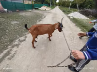 Cabra, Nubian Goat — foto 2